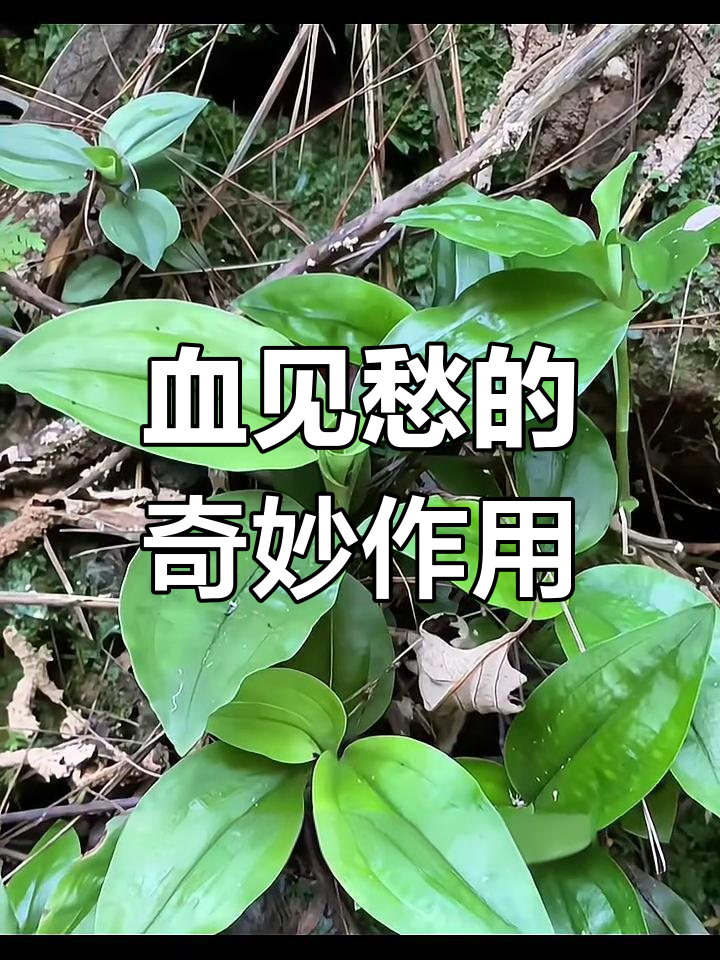血见愁:神奇植物能止血,叶子当创可贴用