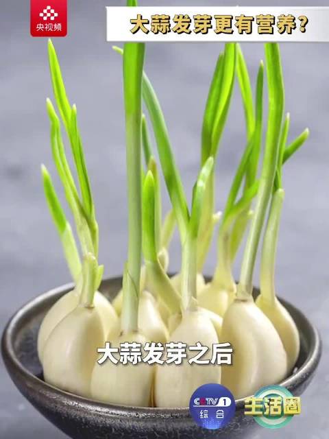 发芽的大蒜更有营养」黄豆芽,绿豆芽,花生芽……你知道 哪些食物发芽
