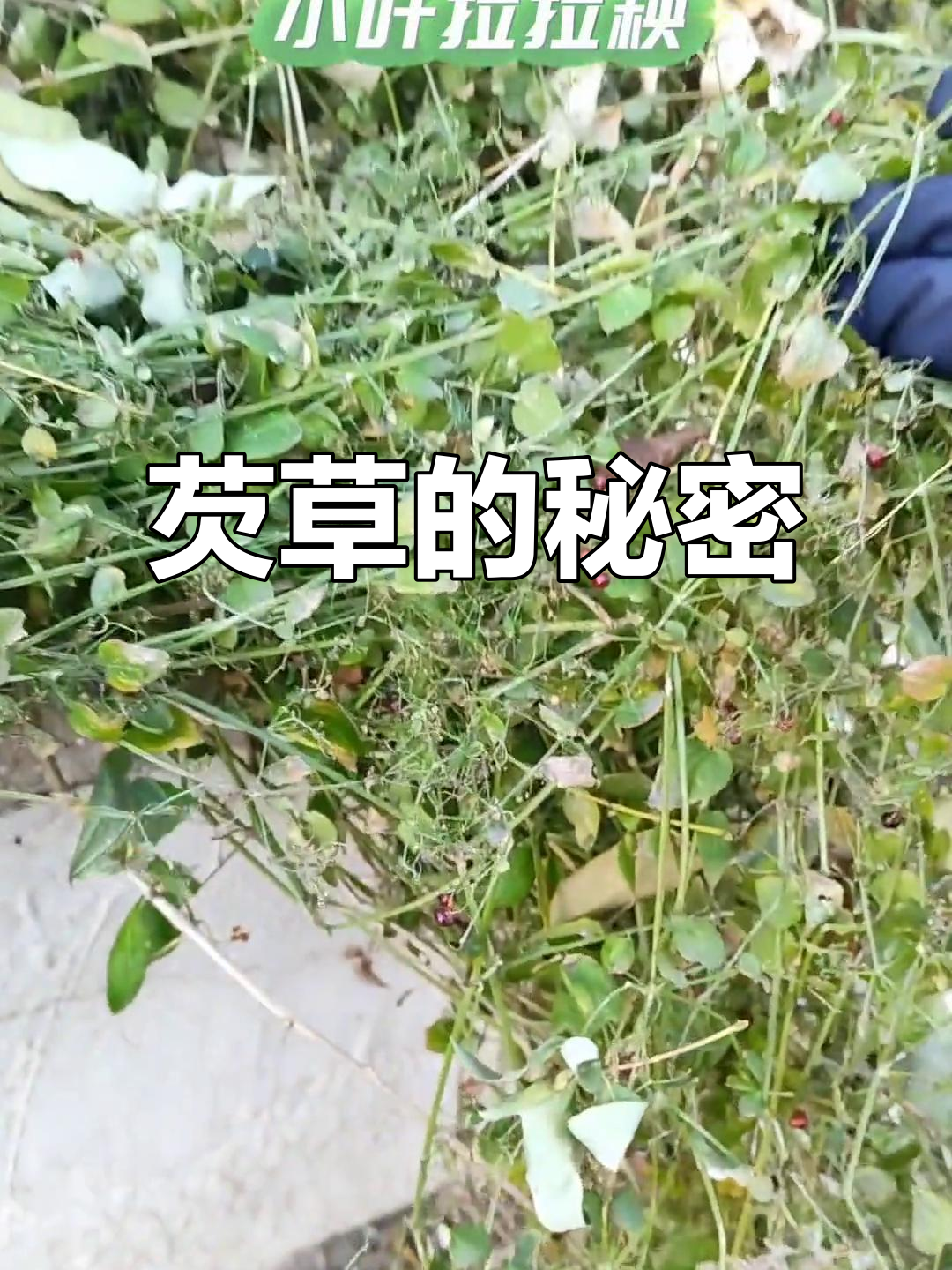 小叶拉拉秧根揭秘:你见过这种植物吗?