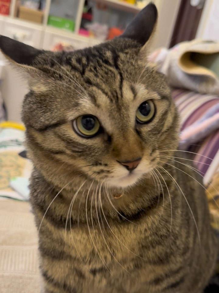 黑的是狸黄的是花,连起来才是狸花猫