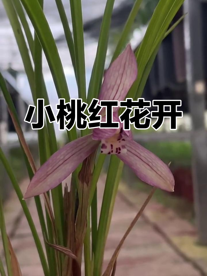 春兰线艺小桃红,桃花红的魅力