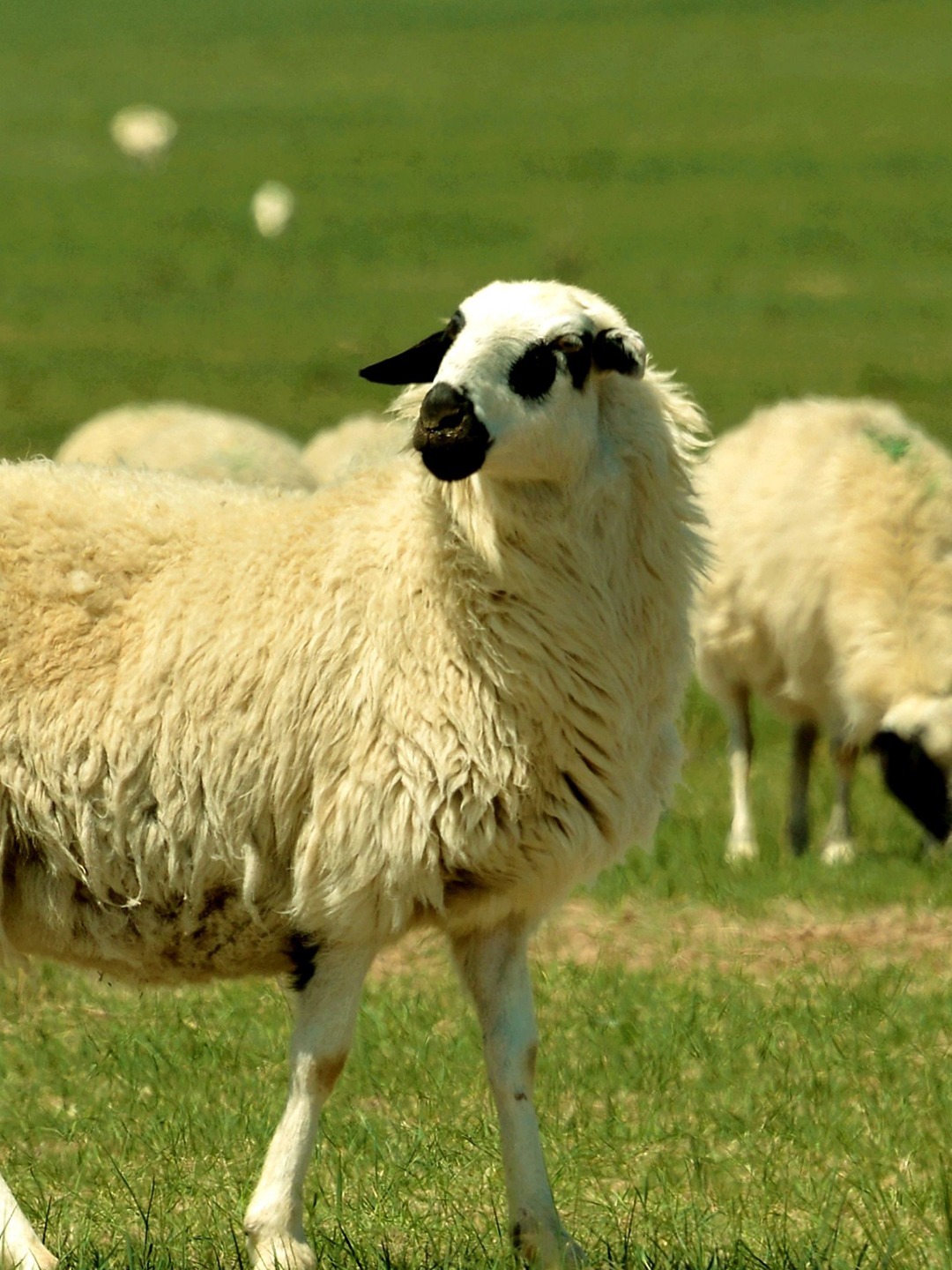 被誉"天下第一羊",内蒙乌珠穆沁羊-度小视