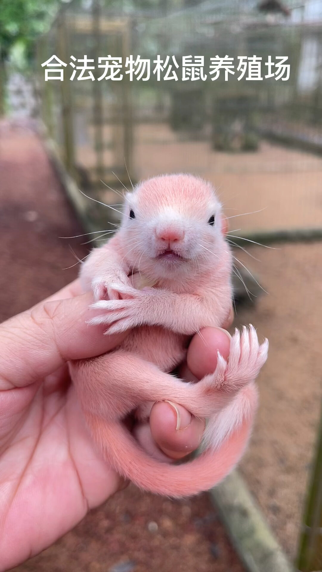 宠物松鼠白化纯白大后后什么样子