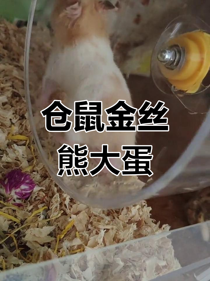 金丝熊的蛋竟然这么大!