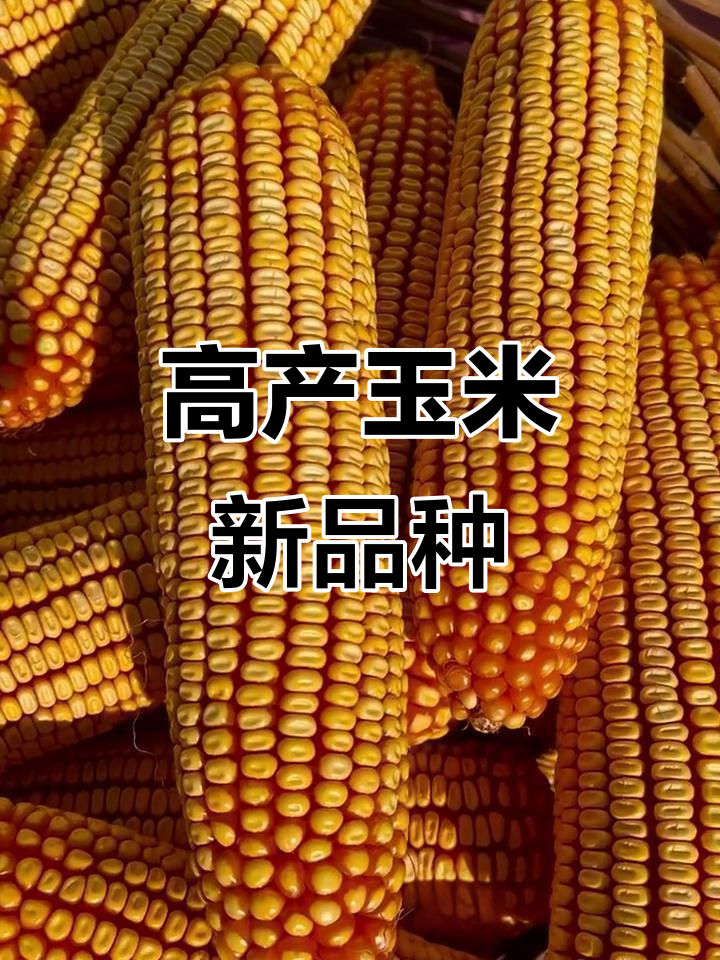 这款玉米种子,高产又大棒!谁种谁赚
