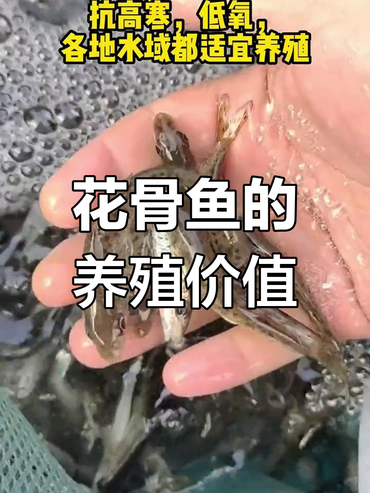 花骨鱼的营养价值图片