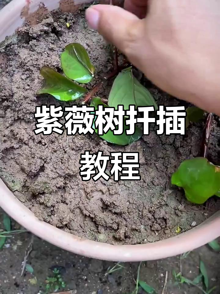 紫薇树扦插成活全纪录,轻松掌握技巧