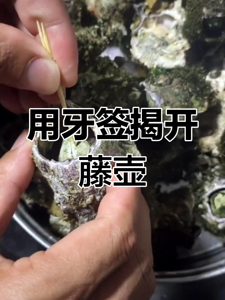 藤壶胶的秘密 如何用牙签撩开甲壳动物的神奇附着力