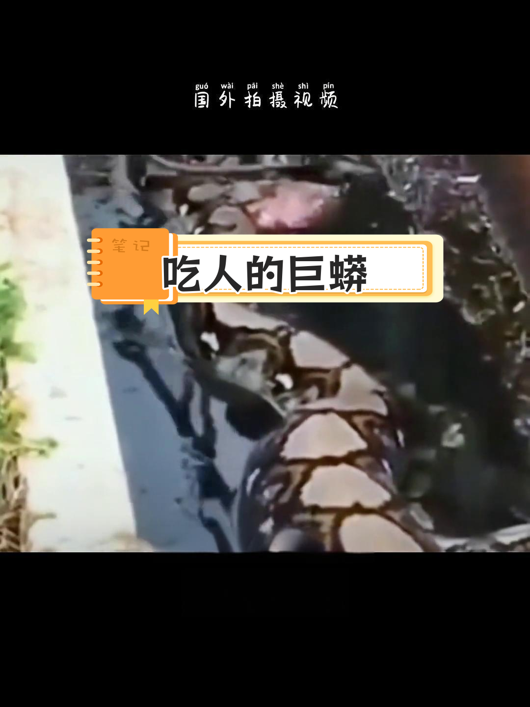 印度尼西亚蟒蛇吃人事件真相