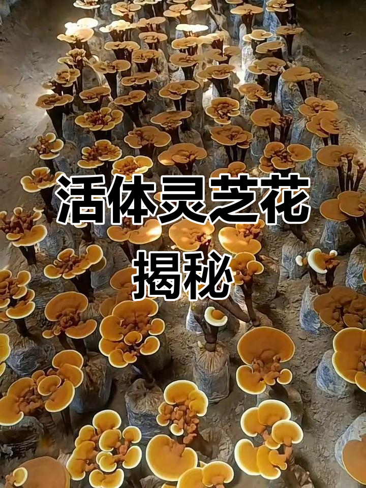 活体灵芝花:神奇的自然宝藏