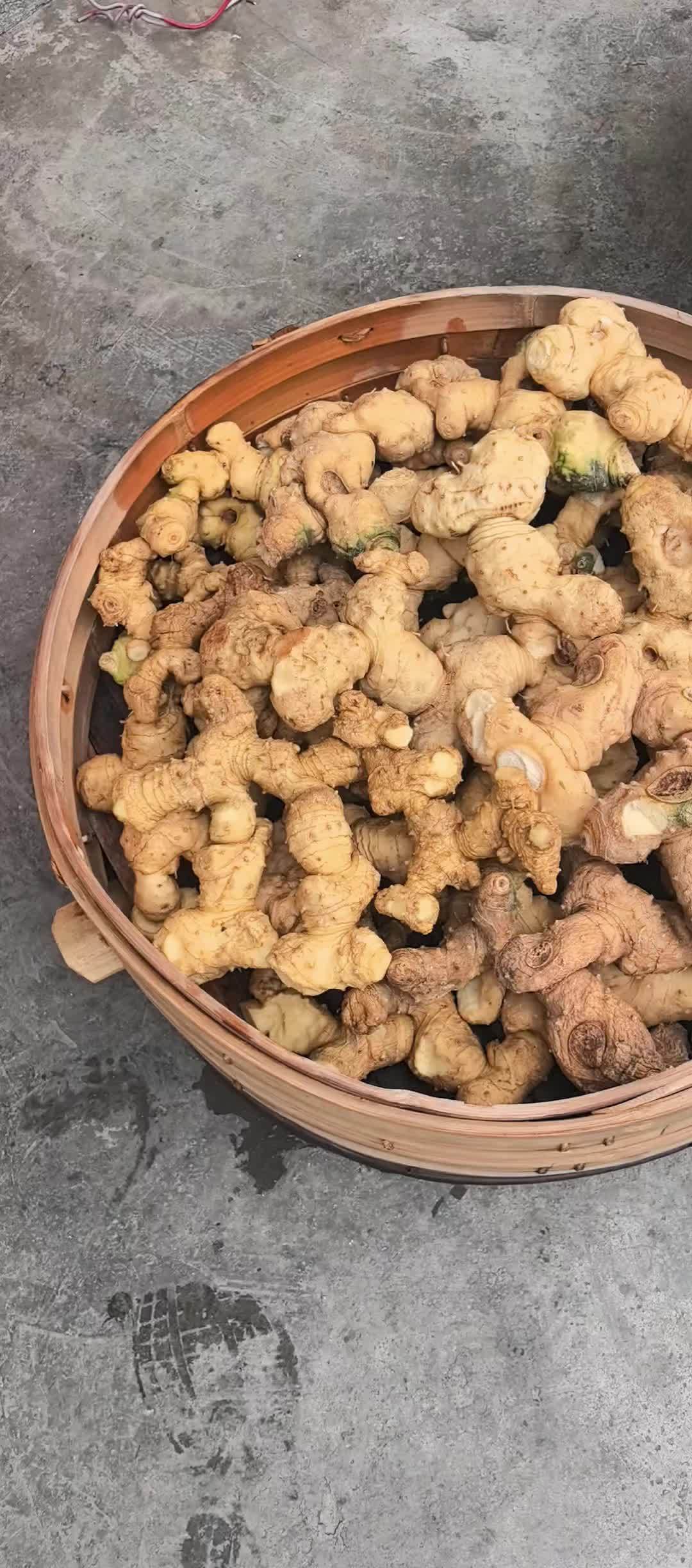 黄精今天开始九蒸九晒第一蒸 黄精 九蒸九晒黄精 野生黄精 中药材黄精