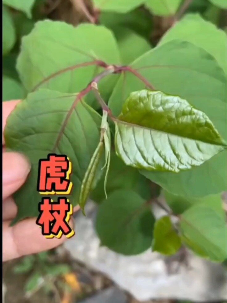 虎杖:别名花斑竹,酸筒杆等