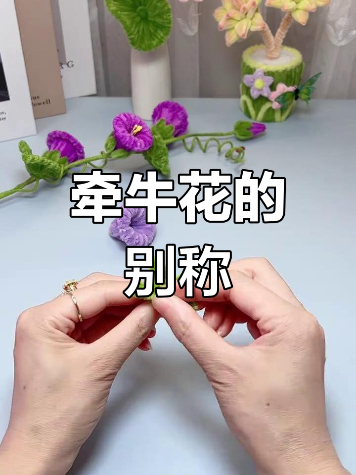 牵牛花别名夕颜,你那里叫它什么?