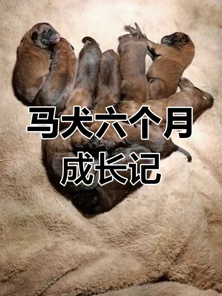 马犬从1到6个月,成长变化全纪录