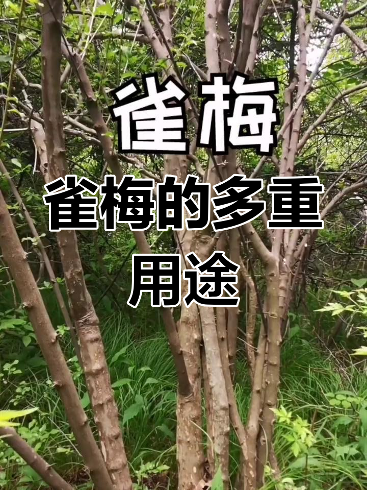 雀梅作用图片