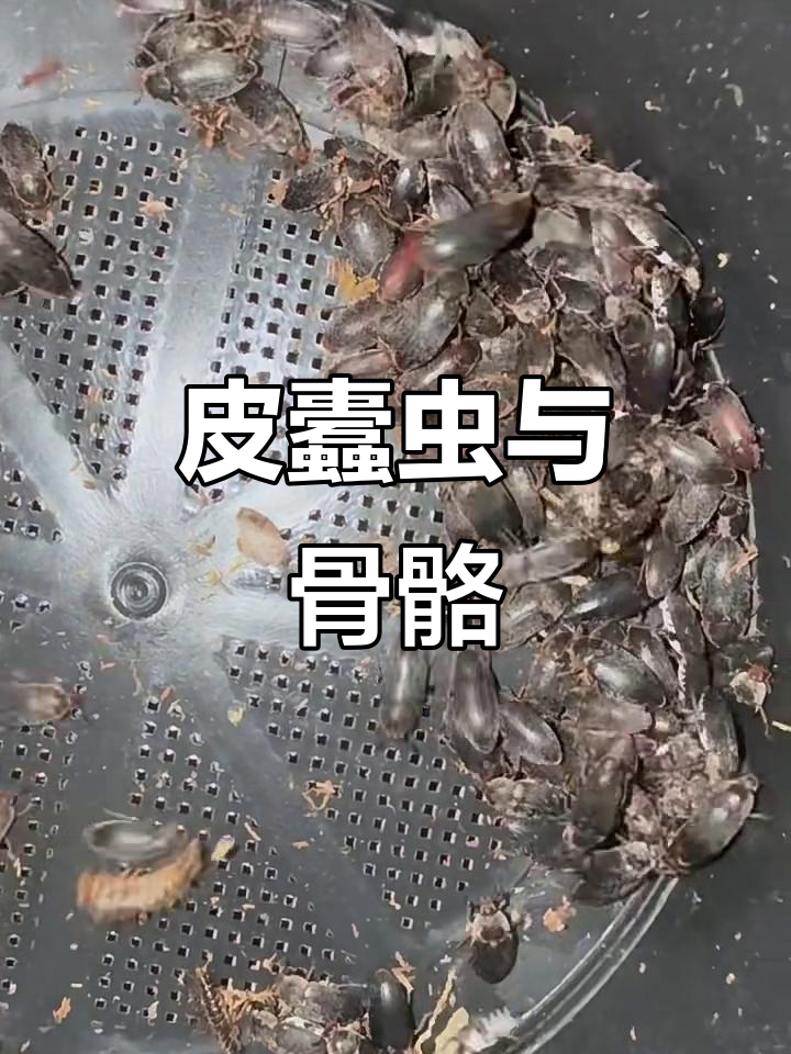 皮蠹虫:骨骼标本的守护者