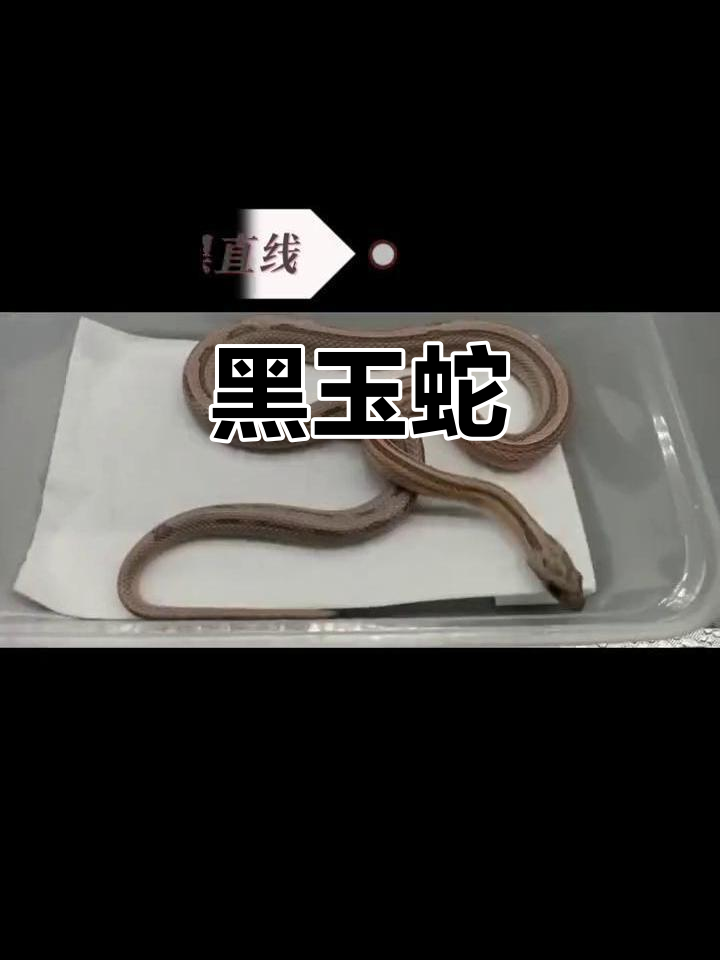 黑色系玉米蛇,优雅无毒的宠物选择
