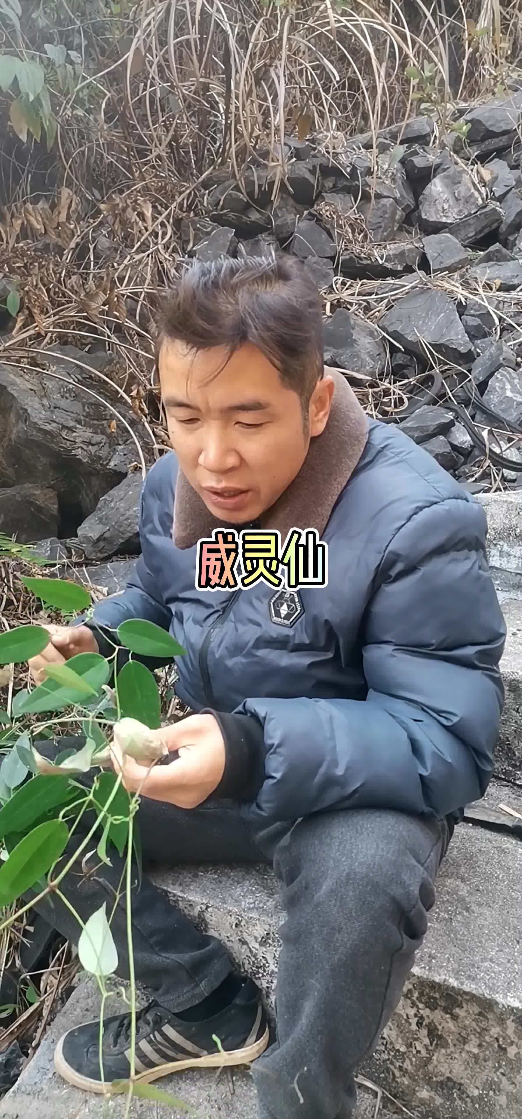 名字帶仙氣的植物6到9月開漂亮的小白花威靈仙一日一植物三農植物識