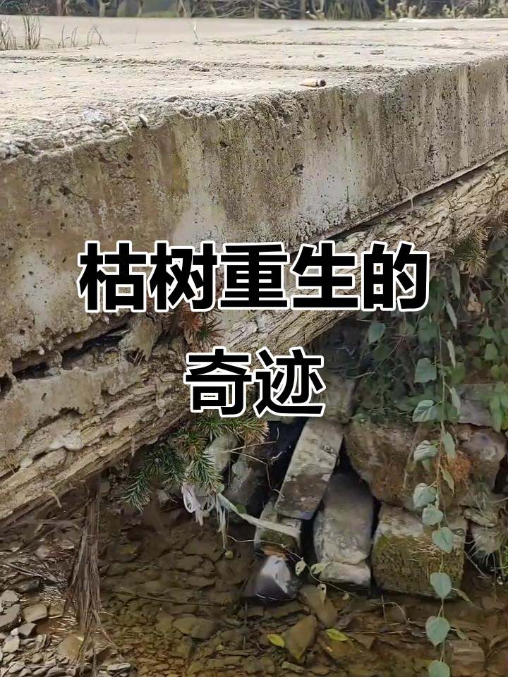 《重生之枯木》