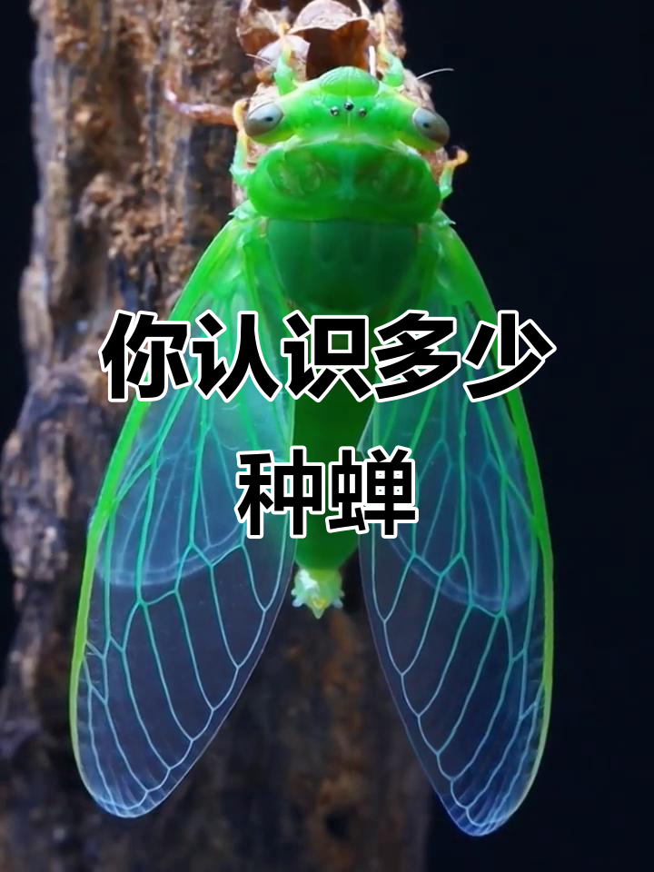 21种蝉大揭秘,看看你见过几种?