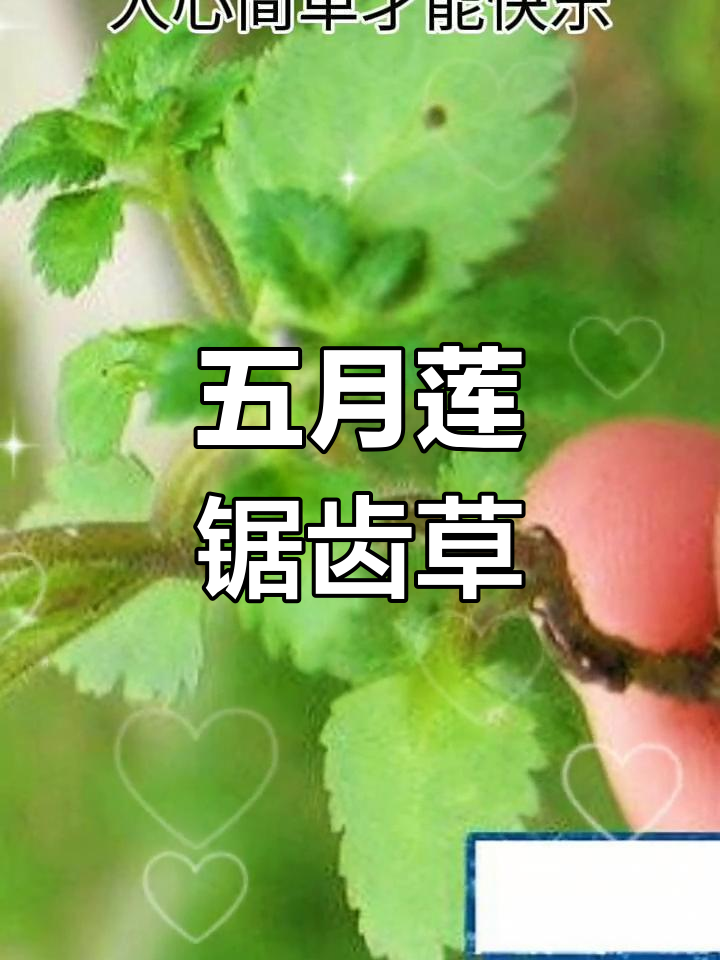 锯齿草的形态与特征