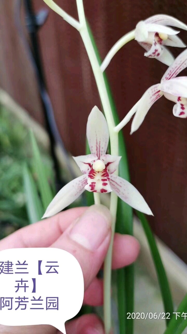 建兰云卉又称白娘子花瓣白里透红花大浓香株型飘逸建兰高档铭品