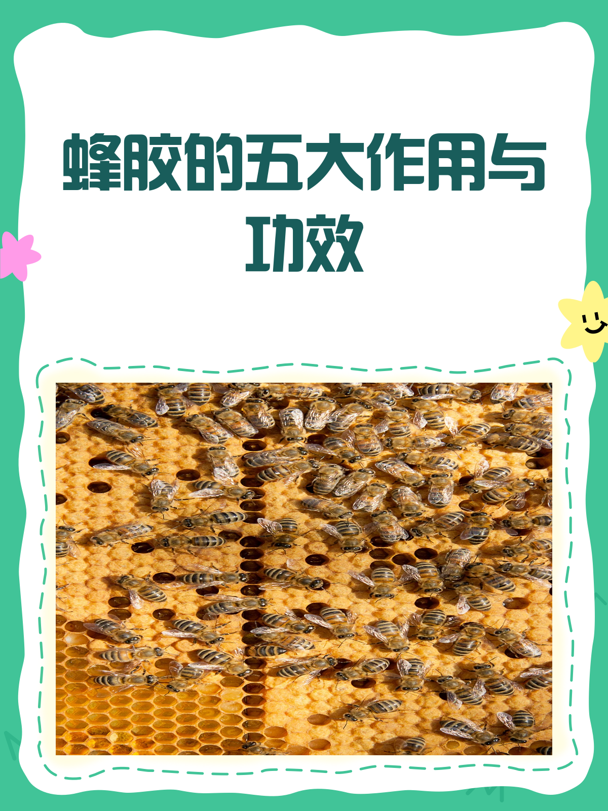 蜂胶的作用与用法用量是多少(蜂胶的作用和疗效) 蜂胶的作用与用法用量是多少(蜂胶的作用和疗效)