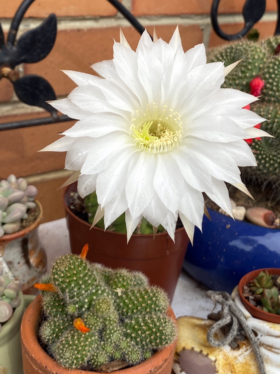 仙气飘飘的白色仙人球花!