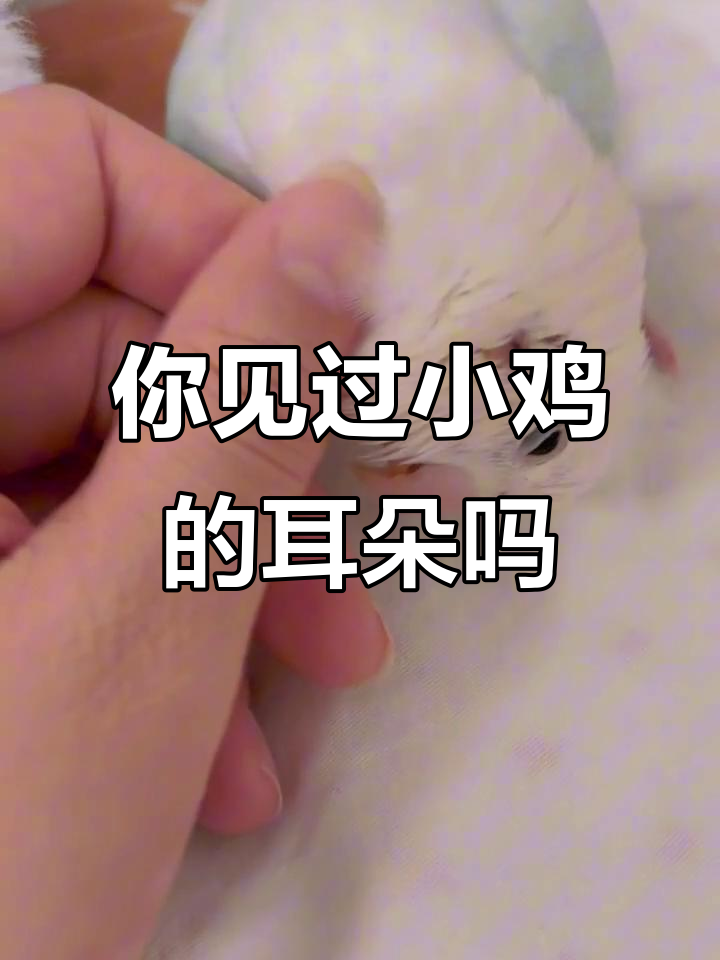 小鸡耳朵竟然长这样,太可爱了!