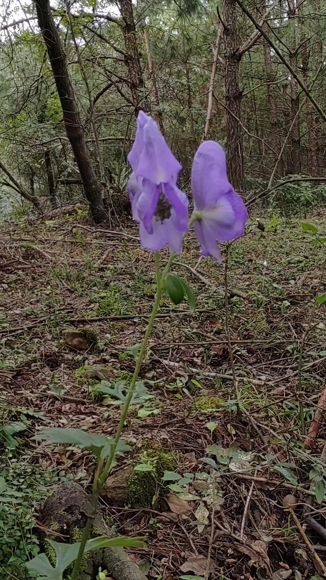 附子花图片