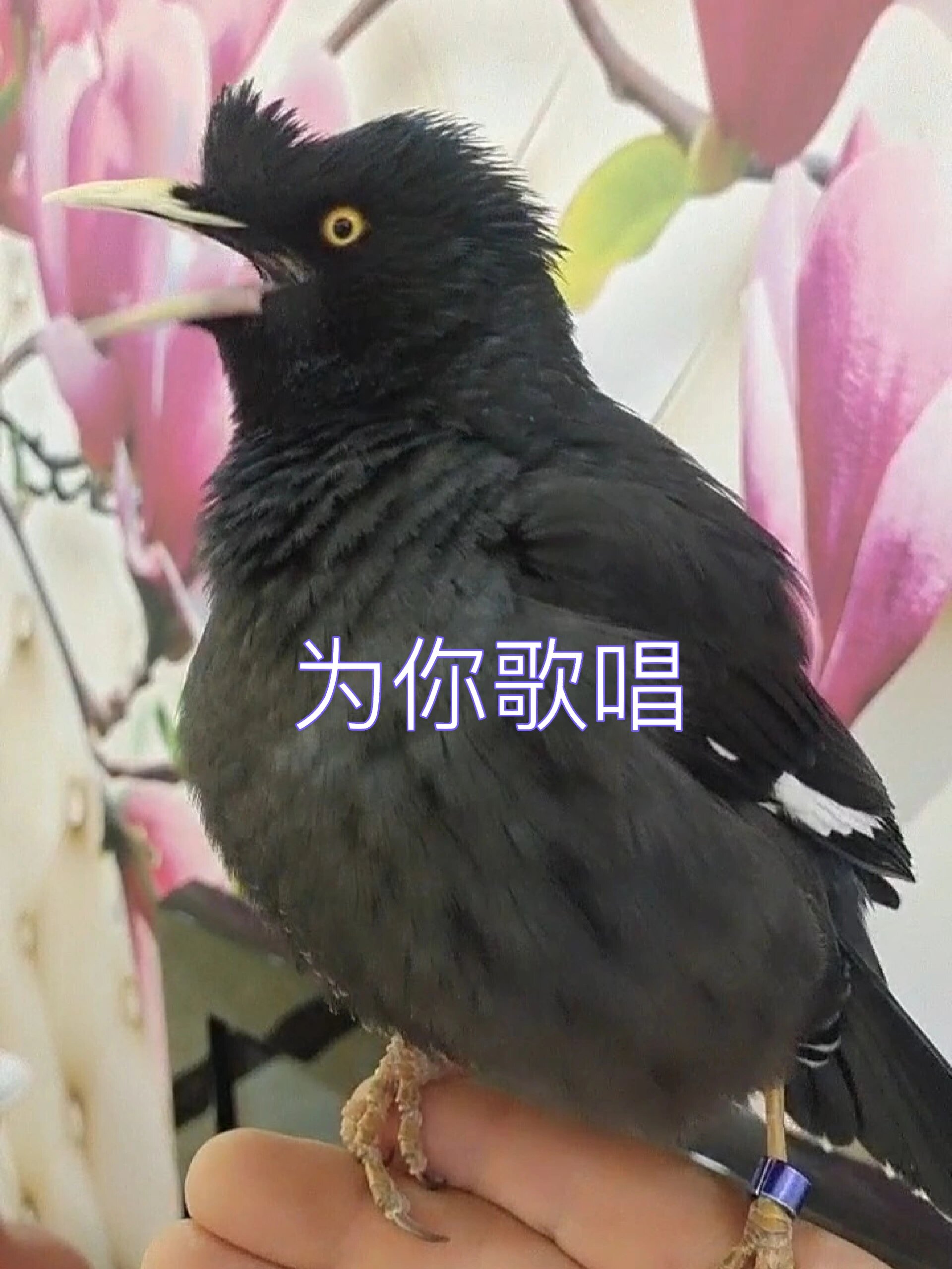 教八哥说话唱歌最锻炼人的耐心