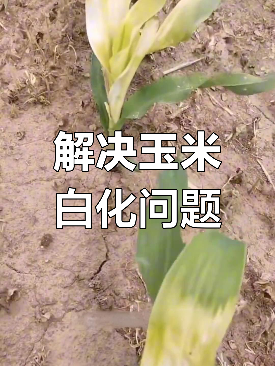 玉米白化苗原因及解决方法,低温影响锌吸收