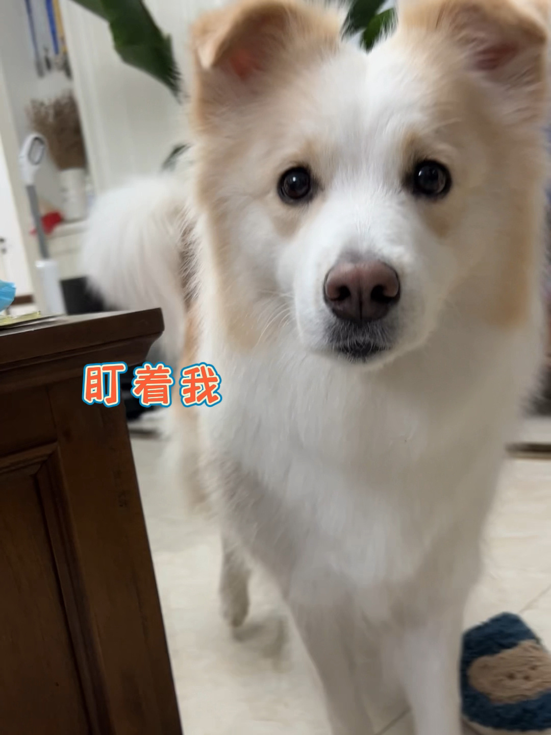陈贝拉再聪明也只是个孩子也有吃醋的时候