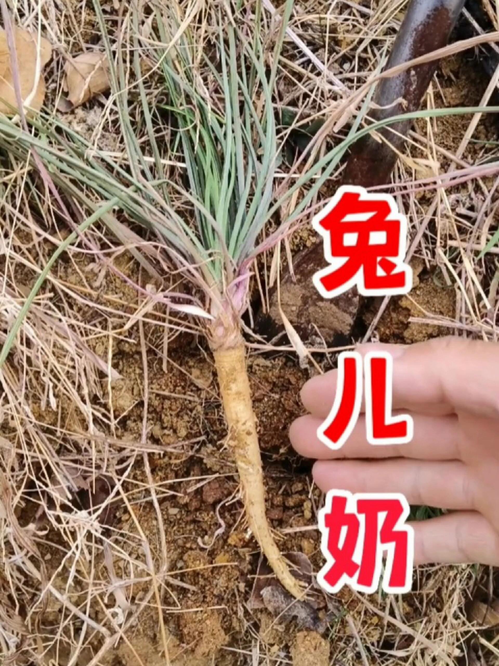 山东野菜兔儿奶,学名:长喙婆罗门参