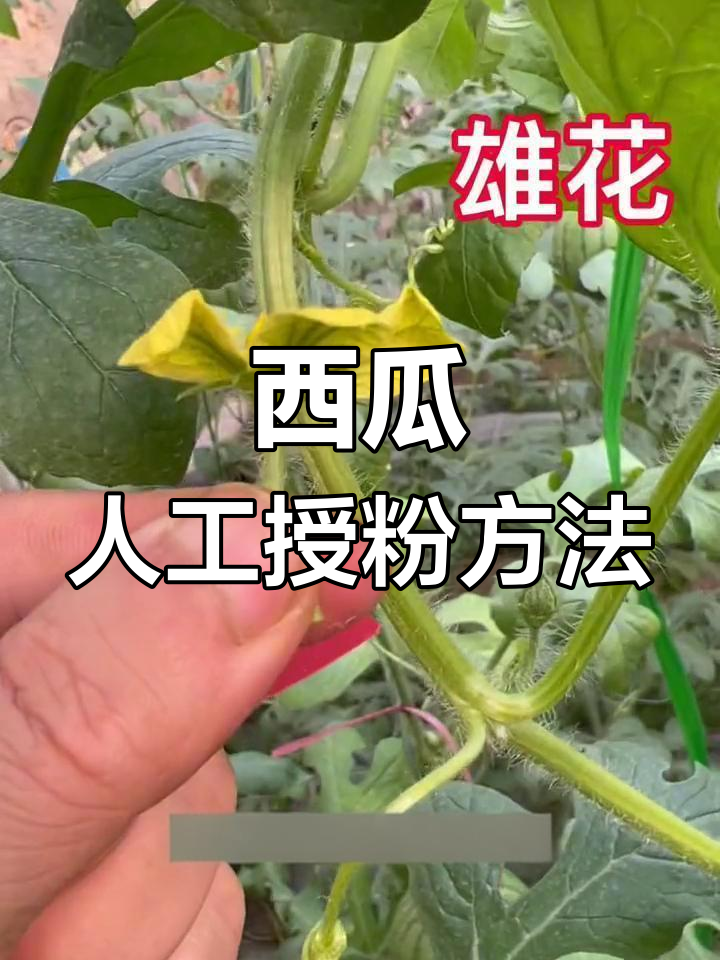 西瓜人工授粉技巧,如何区分雌雄花并正确操作