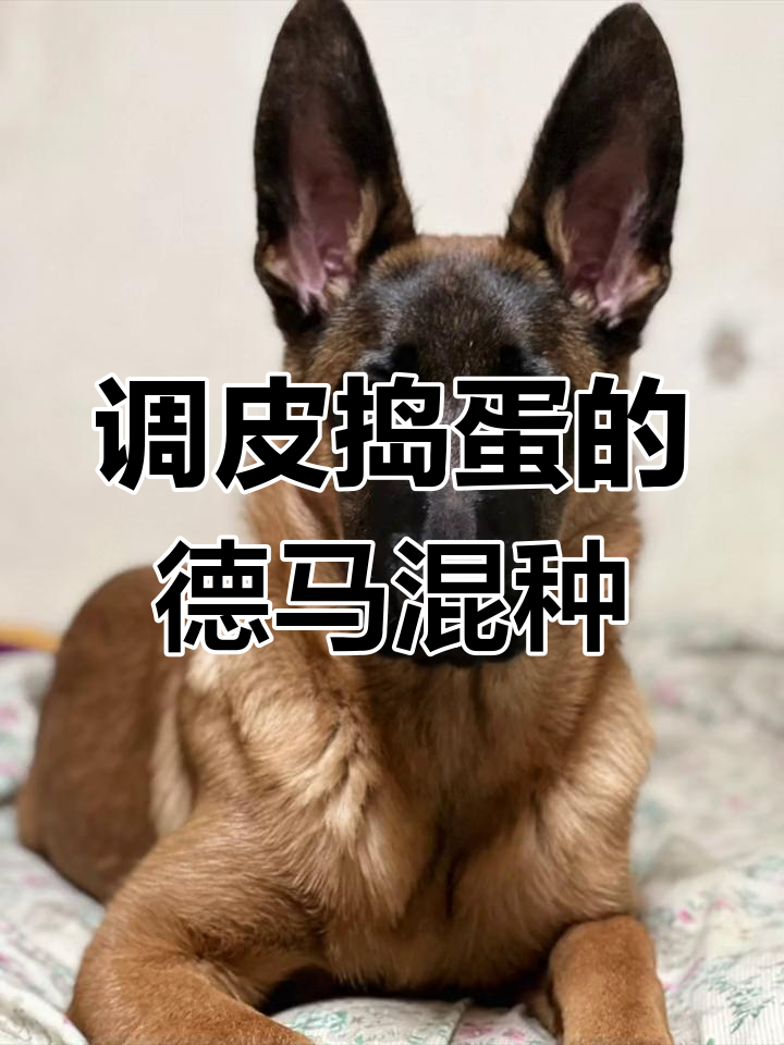 5个月德牧马犬串串