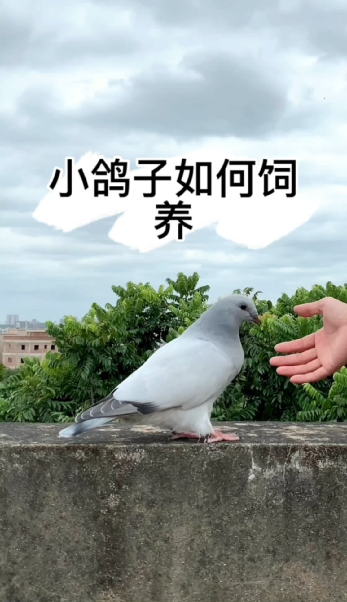 小鸽子如何饲养