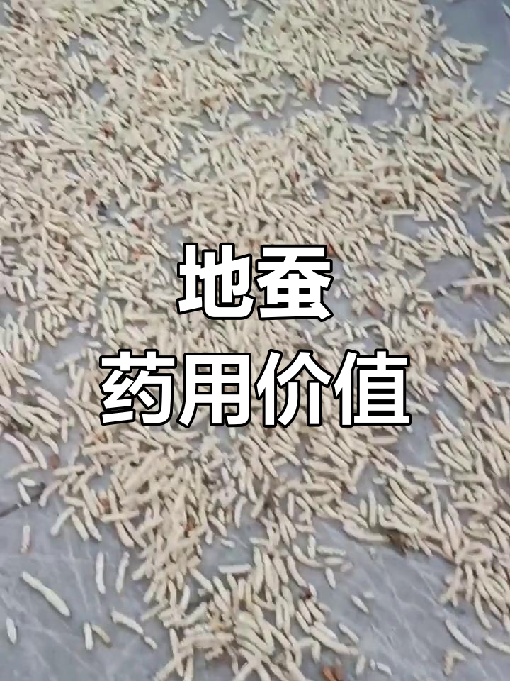 地蚕的药用功效与作用