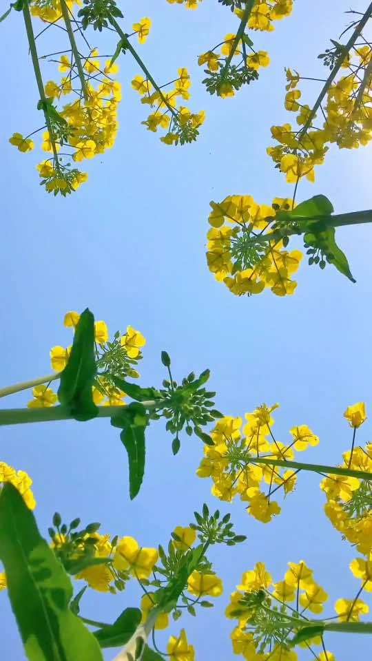 阳春三月油菜花图片