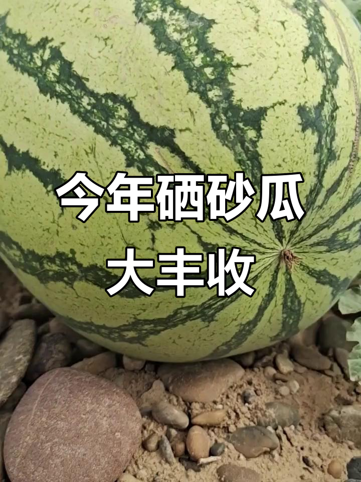 宁夏硒砂瓜丰收,口感超往年!