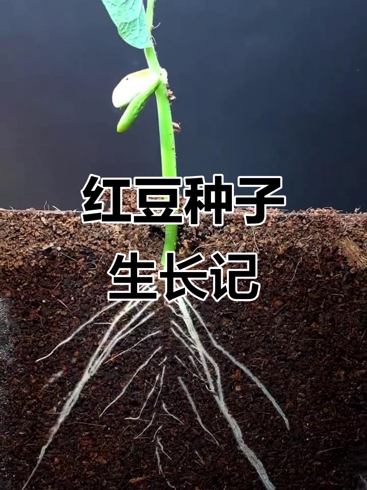 红豆种子从发芽到成长的奇妙过程,带你见证生命的力量
