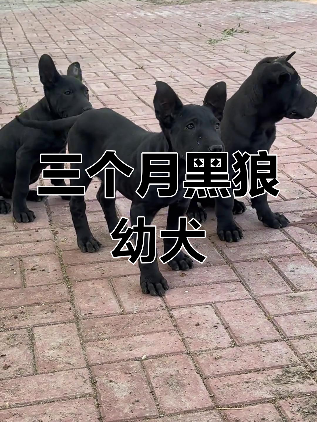 三个月的黑狼幼犬,听话又健康,过年没人养真可惜