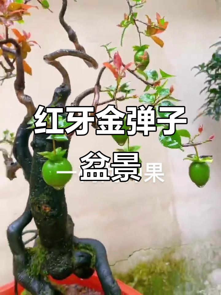 泸州一号红芽金弹子,血红色果实与根艺盆景的完美结合