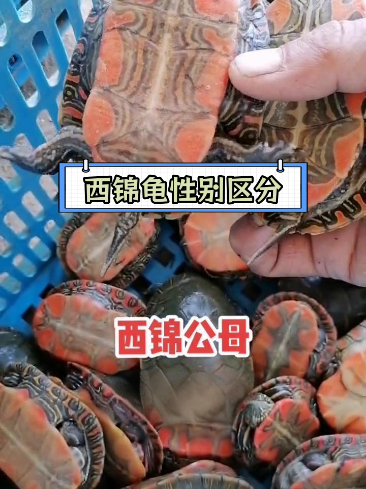 西锦龟公母辨别技巧与养殖日常