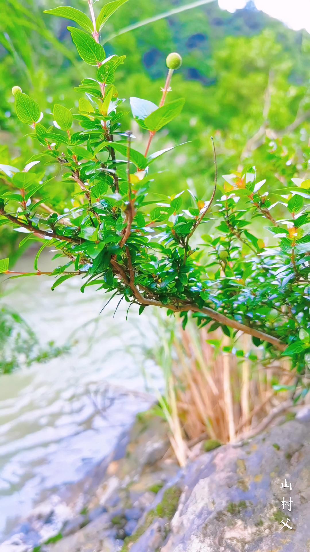 花卉绿植 盆景 水杨梅 盆栽 爱生活爱养花-度小视