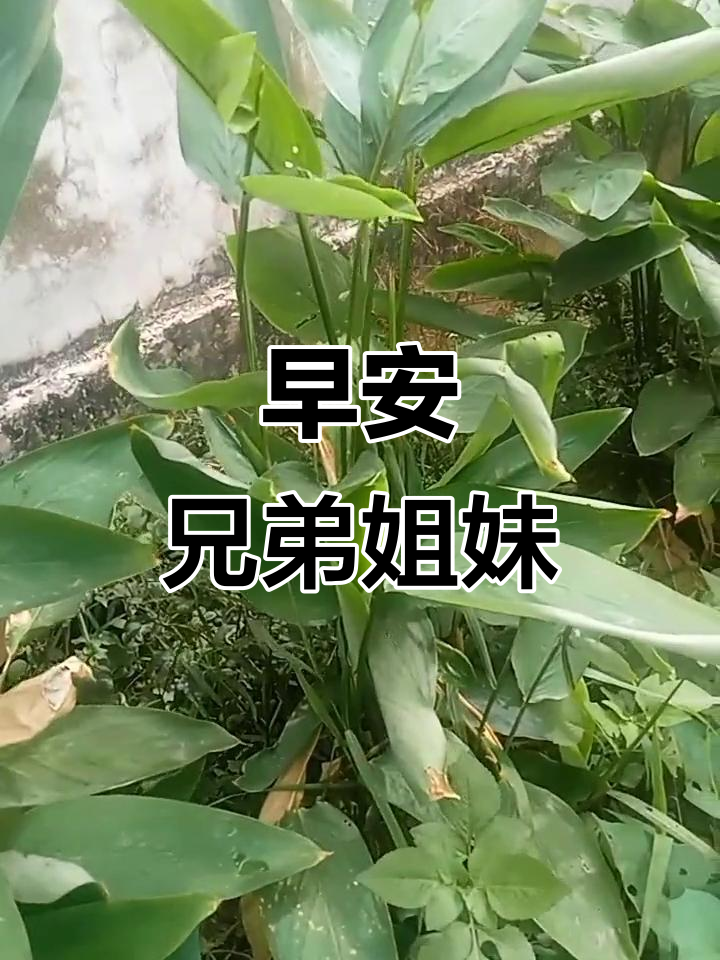 兄弟姐妹,早上好!一起迎接新的一天