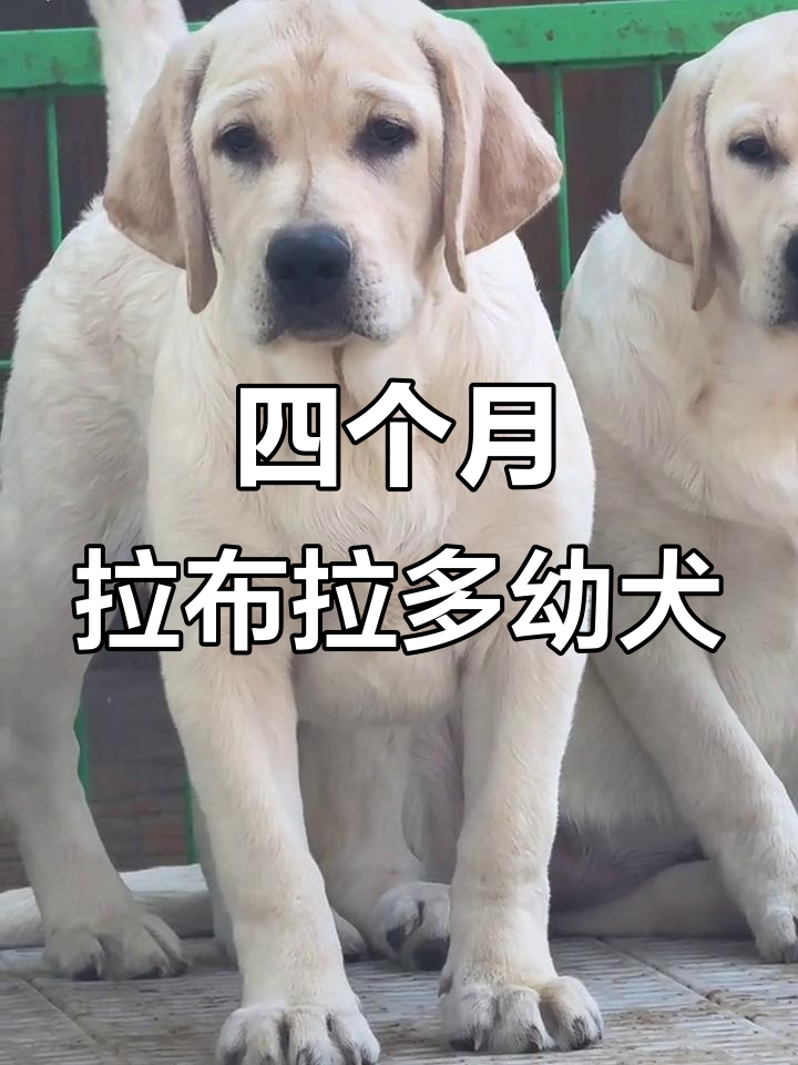 四个月小美女萌态十足,双血统拉布拉多超可爱