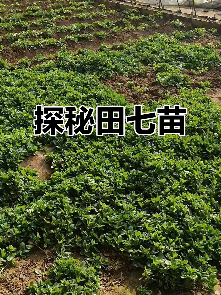 田七苗的秘密与魅力