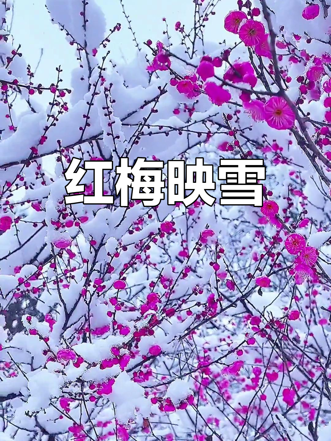 梅花欢喜漫天雪的寓意图片