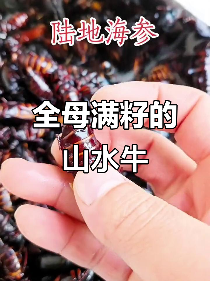 稀有山水牛,满肚黄金籽,珍贵难得